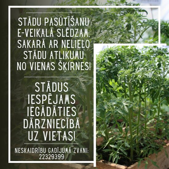 STĀDI